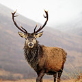 Scottish Red Deer Stag - Glencoe